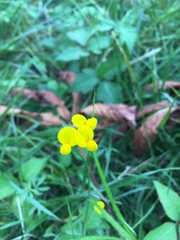 Lotus corniculatus