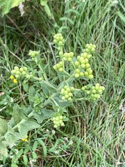 Solidago rigida