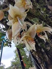 Stanhopea oculata