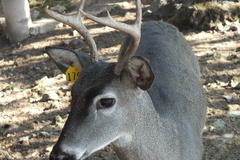 Odocoileus virginianus mexicanus