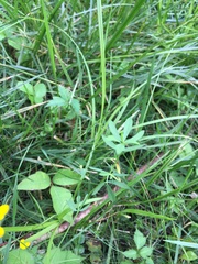 Lotus corniculatus