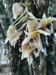 Stanhopea oculata