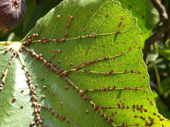 Ceroplastes rusci