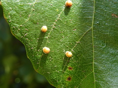 Ceroplastes rusci