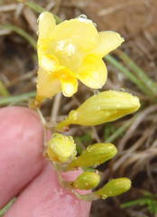 Freesia corymbosa