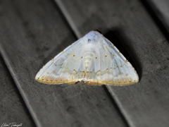 Eulepidotis alabastraria