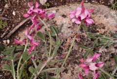 Indigofera sp-aff-platypoda