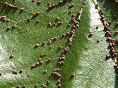 Ceroplastes rusci