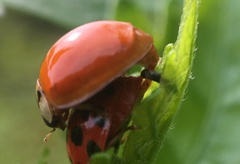 Harmonia axyridis