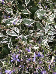 Ajugoideae