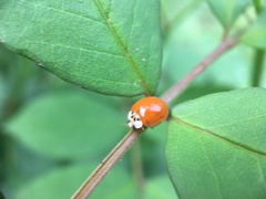 Harmonia axyridis