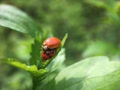 Harmonia axyridis