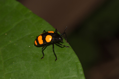 Scaphidomorphus bosci