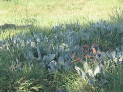 Cynoglossum cheirifolium