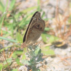 Junonia coenia