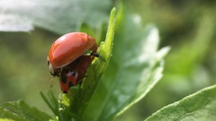 Harmonia axyridis