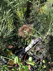 Tachyglossus aculeatus multiaculeatus