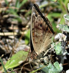 Junonia coenia