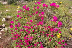 Lampranthus vernalis