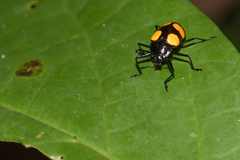 Scaphidomorphus bosci