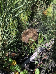 Tachyglossus aculeatus multiaculeatus