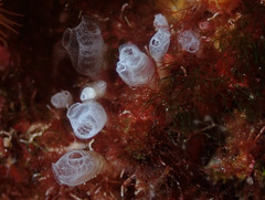 Pycnoclavella atlantica