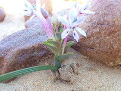 Lapeirousia pyramidalis regalis