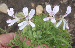 Pelargonium radens