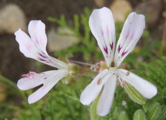 Pelargonium radens