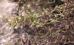 Limonium acuminatum
