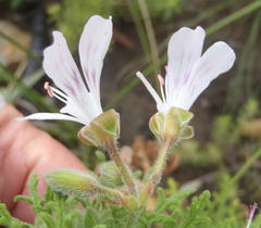 Pelargonium radens