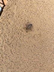 Agonoscelis puberula