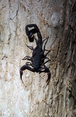 Centruroides gracilis