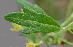 Teucrium africanum