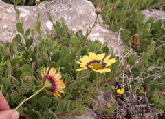 Osteospermum calcicola