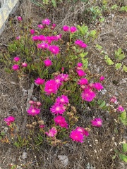 Lampranthus spectabilis