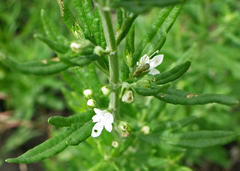 Teucrium africanum