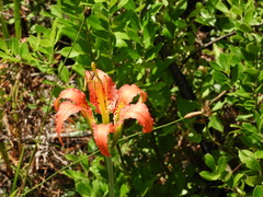 Lilium catesbaei image