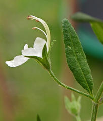 Teucrium africanum