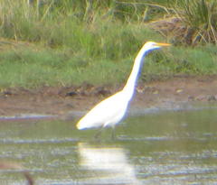 Ardea intermedia brachyrhyncha