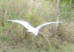 Ardea intermedia brachyrhyncha