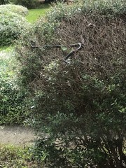 Coluber constrictor priapus image
