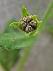 Teucrium africanum