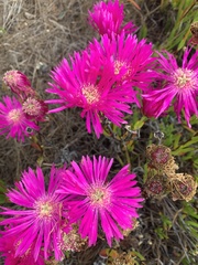 Lampranthus spectabilis