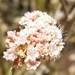 photo of Seacliff Wild Buckwheat (Eriogonum parvifolium)