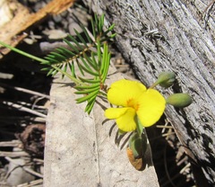 Gompholobium pinnatum