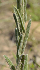 Helichrysum appendiculatum