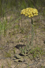 Helichrysum appendiculatum