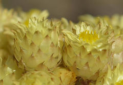 Helichrysum appendiculatum