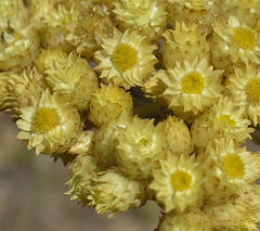 Helichrysum appendiculatum